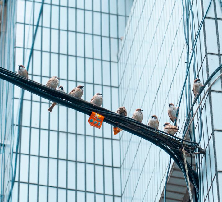 Flock of sparrows sitting on a cable against a modern glass building.