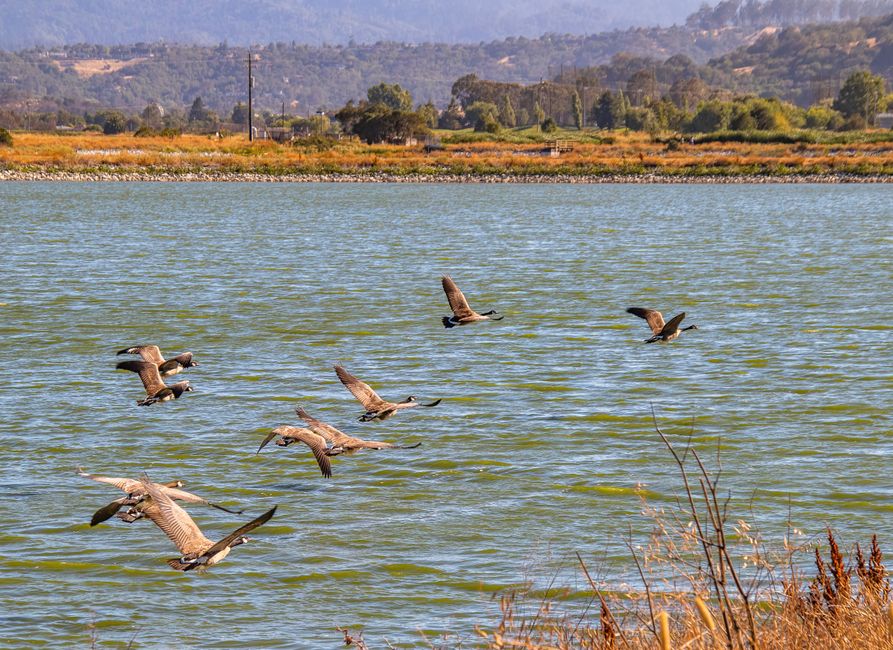 A flock of geese gracefully flies over a serene lake with lush greenery in the background.